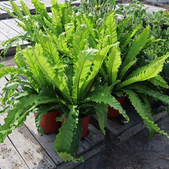 Bird's Nest Ferns