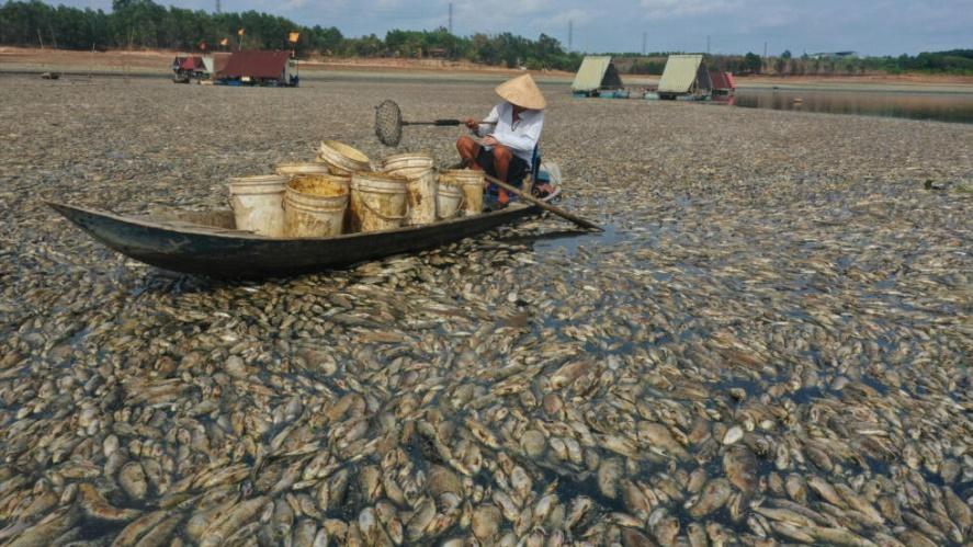 A fisherman collects dead fish caused by renovation works and the ongoing hot weather conditions from a reservoir in southern Vietnam's Dong Nai province on April 30, 2024. Hundreds of thousands of fi