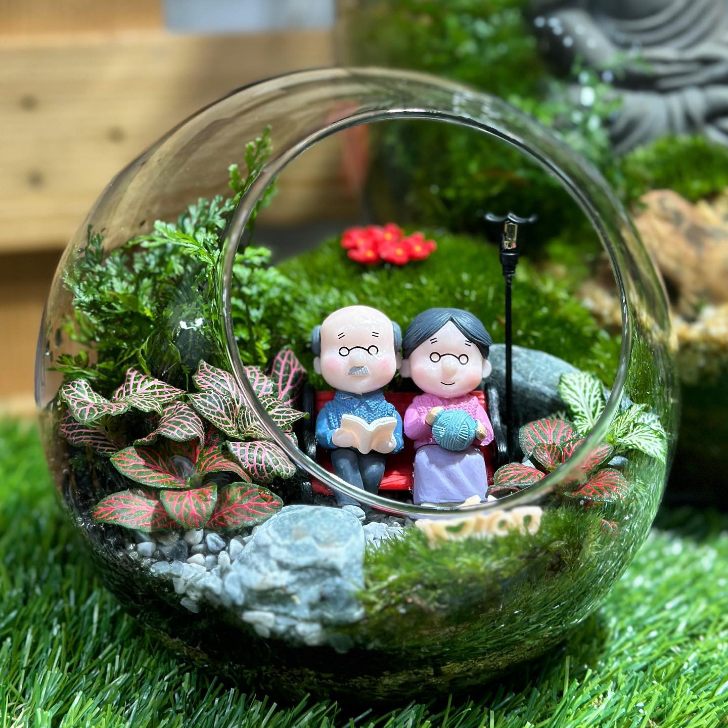 terrarium plants