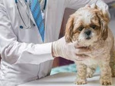 What happens during neuter surgery of dogs?