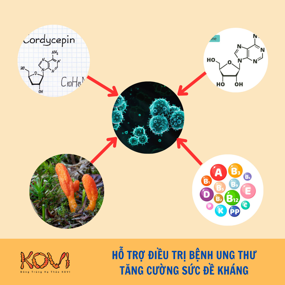 Đông trùng hạ thảo chống ung thư