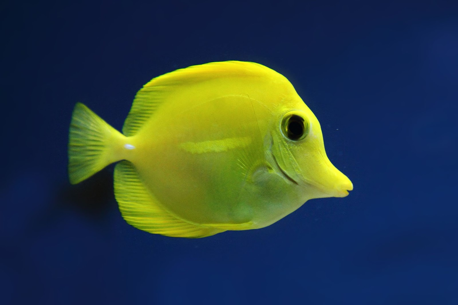 yellow tang