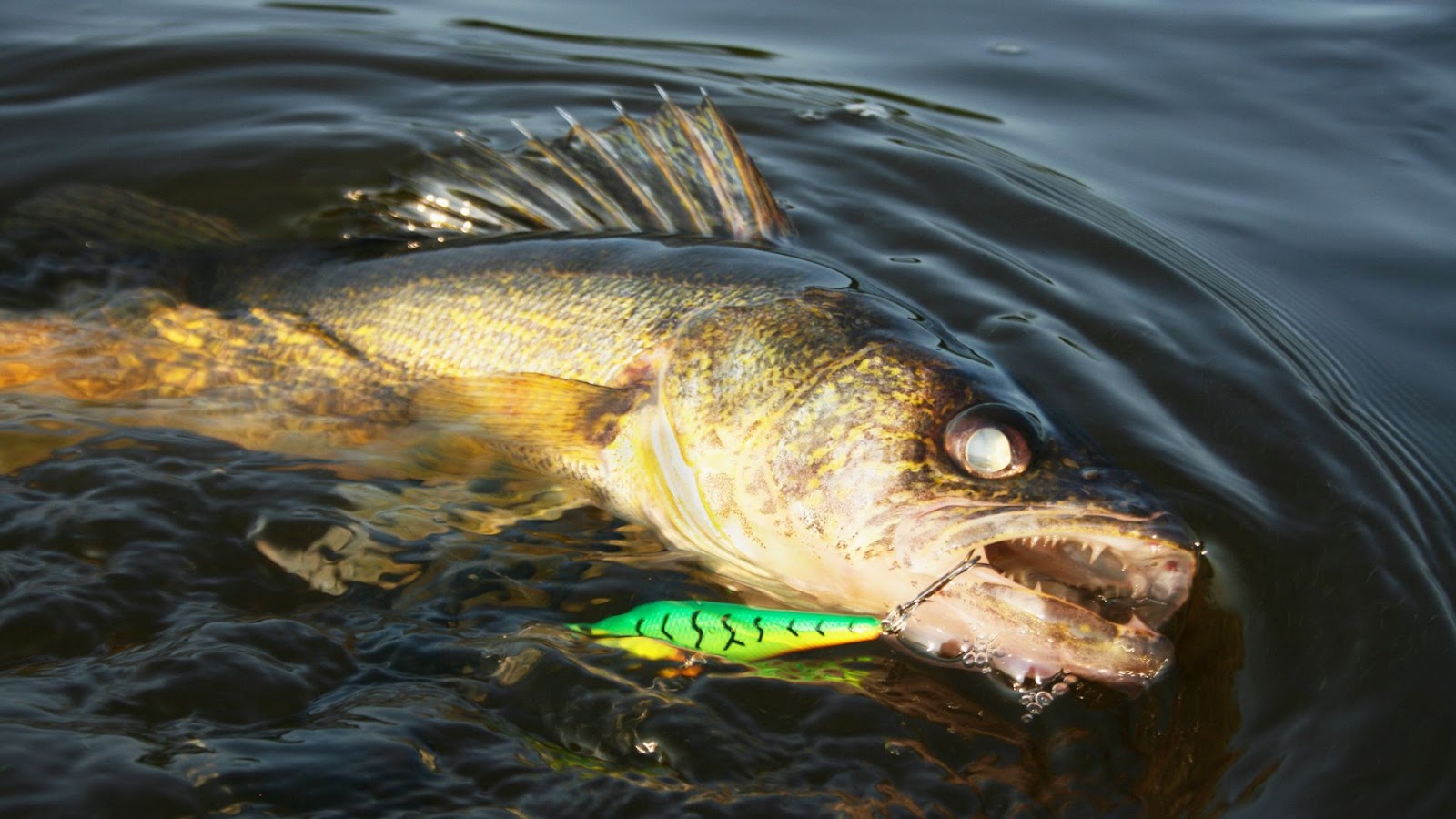 walleye fish feeding habits