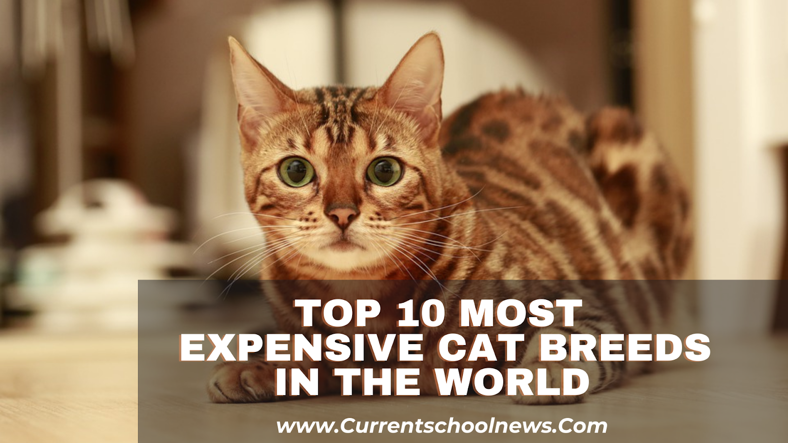 ,most expensive cat 13 million,20 most expensive cat breeds,expensive cat in the world,most expensive cat breeds uk,ashera cat price,5 most expensive cats,expensive cats in philippines,most expensive cat in the world 2022, Top 10 Most Expensive Cat Breeds in the World 2022