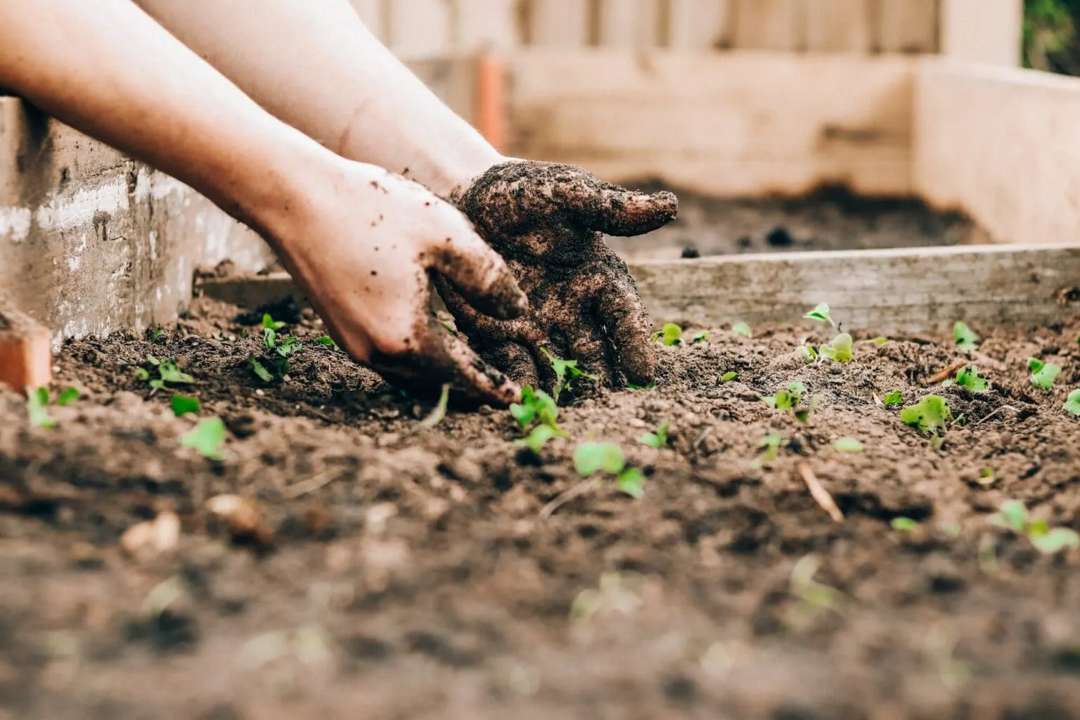 How do you add iron to garden soil