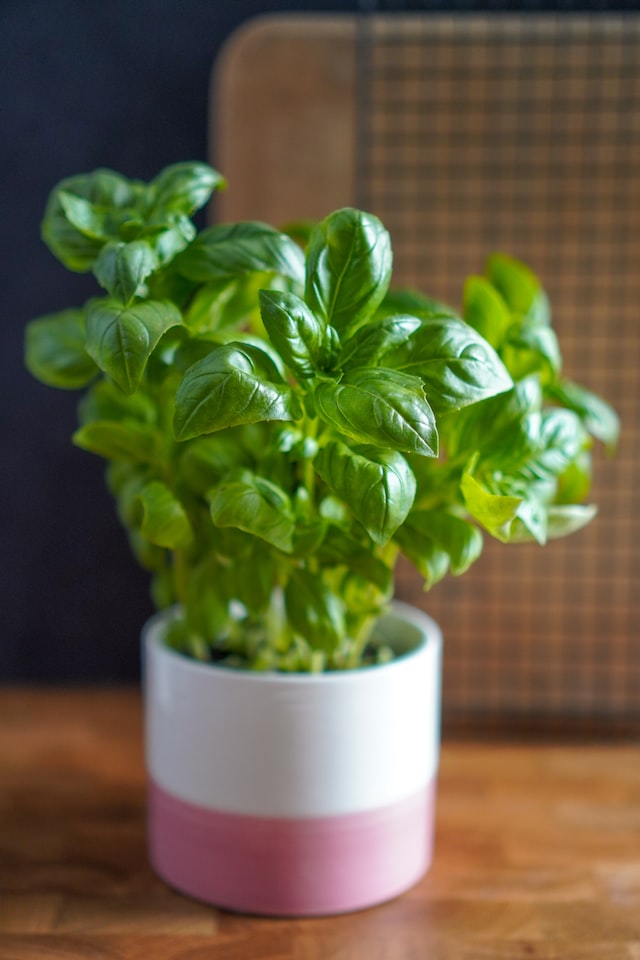 Indoor Plants You Can Grow From Seeds