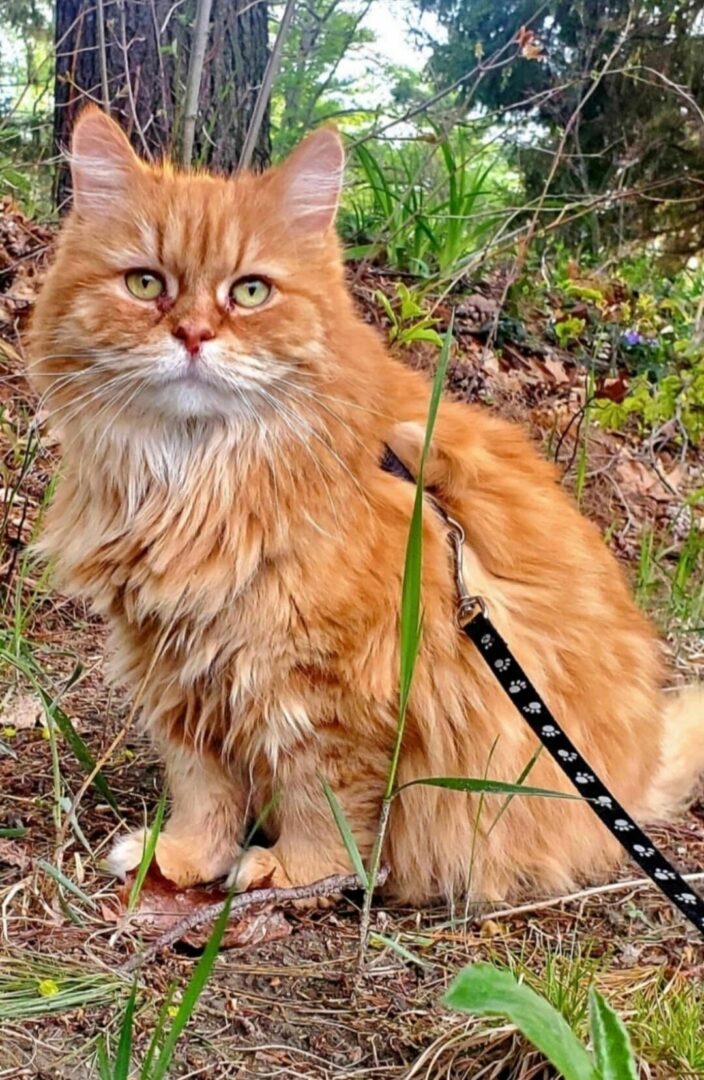 female ginger tabby