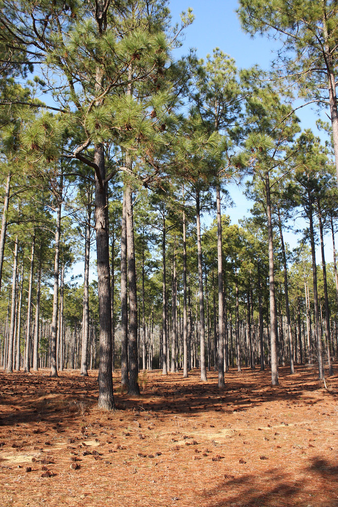 Where do pine trees grow