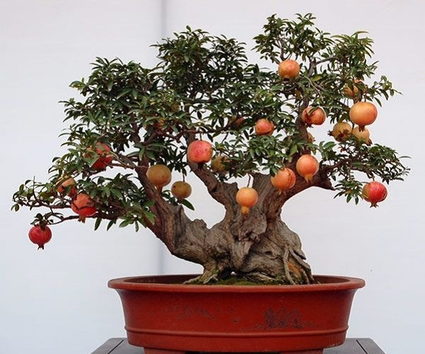 cây ăn trái bonsai