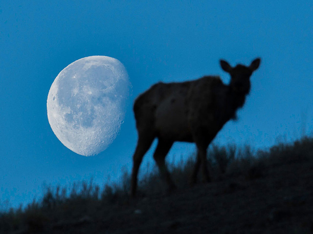 Waning Gibbous