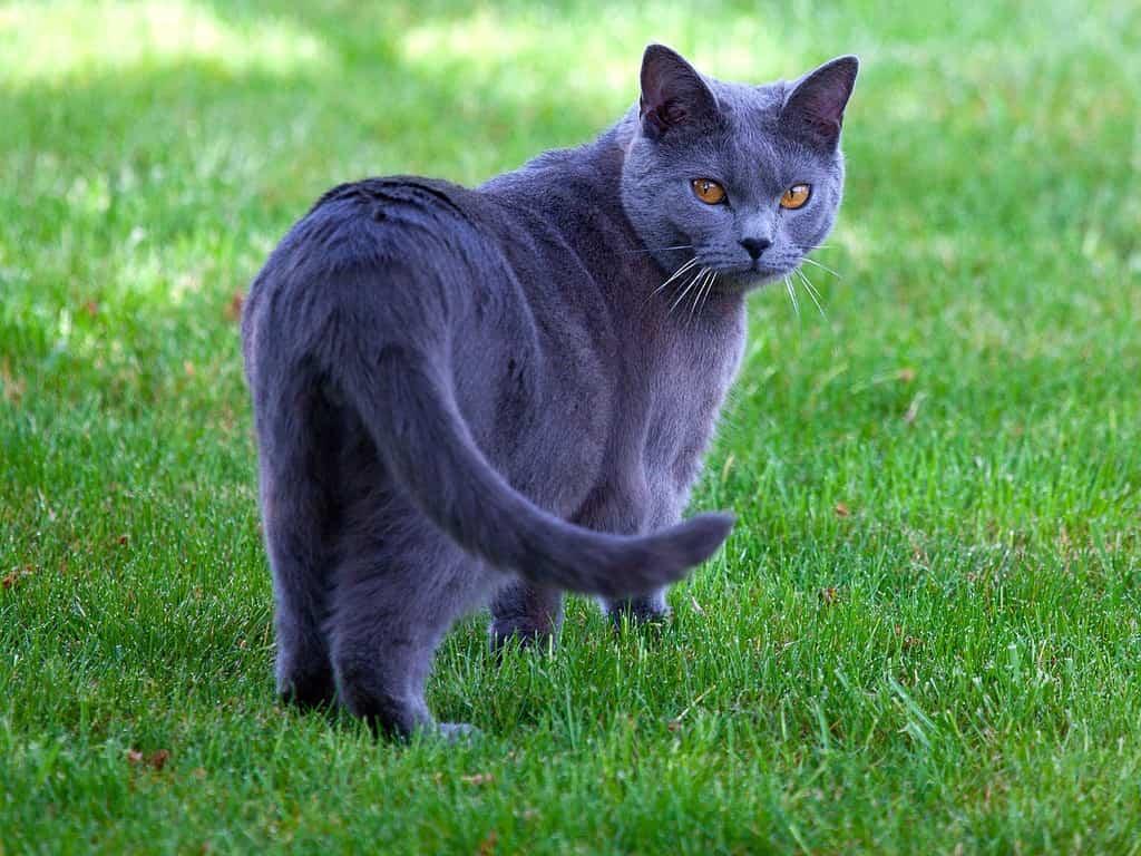 rare cat color