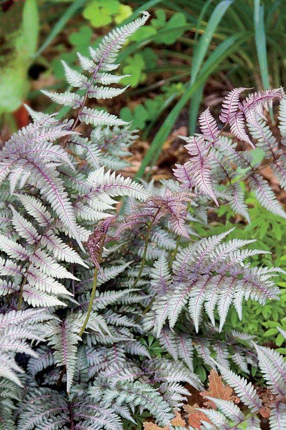 Japanese Painted Ferns 