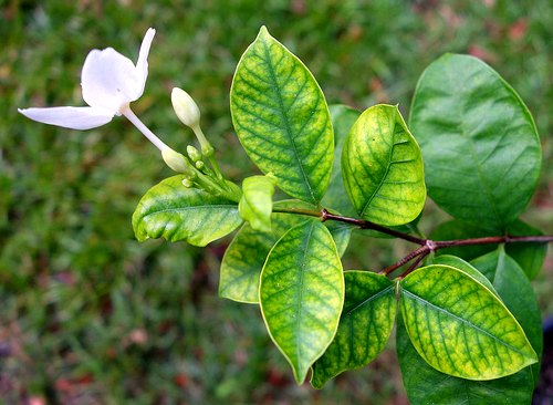 Small Fruits and Flowers