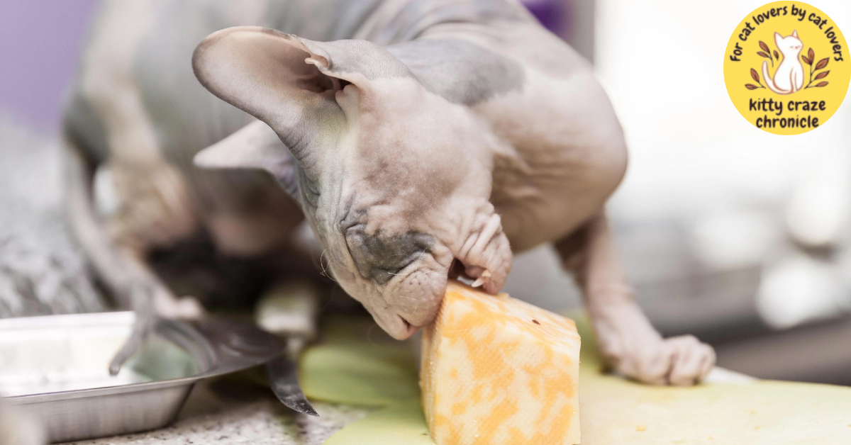 How to Feed Cheese to Cats?