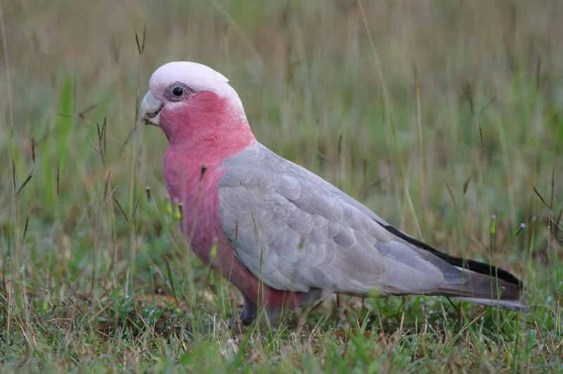 Pink Parrots For Sale