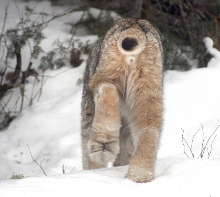 Meet The Canada Lynx Cat With Paws As Big As A Human Hand