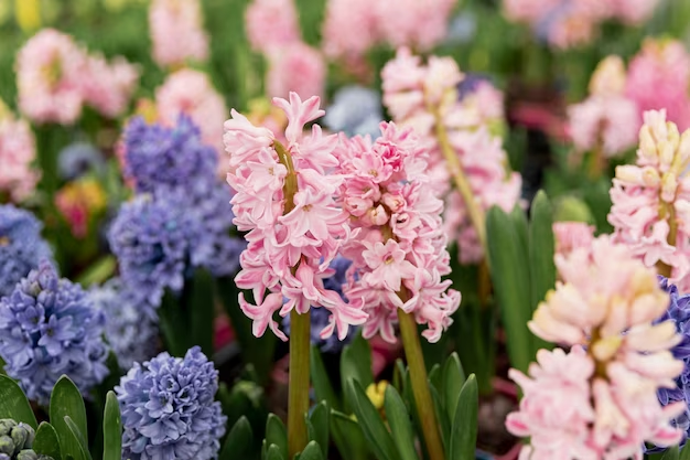 Giacinto (Hyacinthus)
