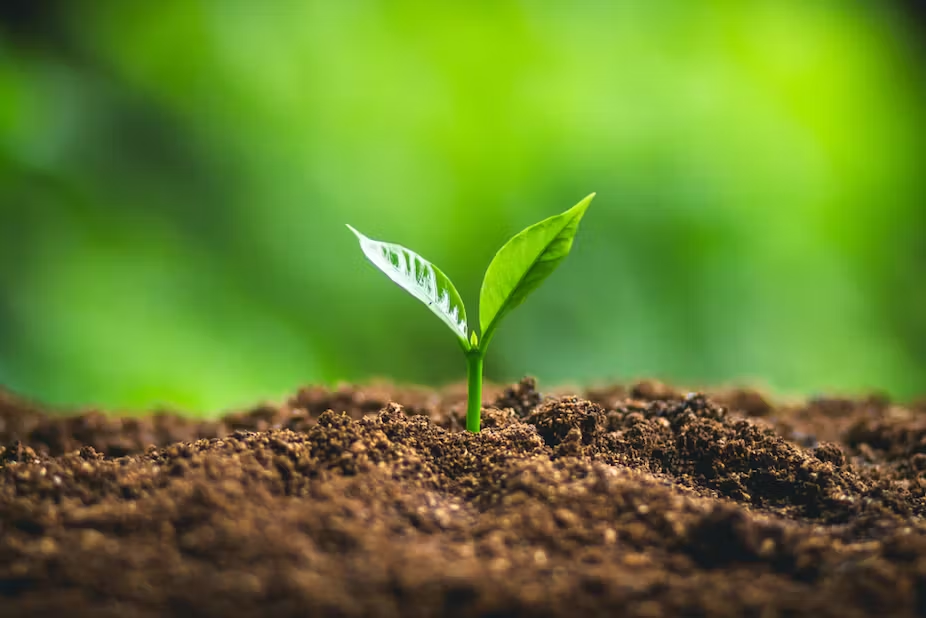Prevent Algae Growth with Regular Maintenance