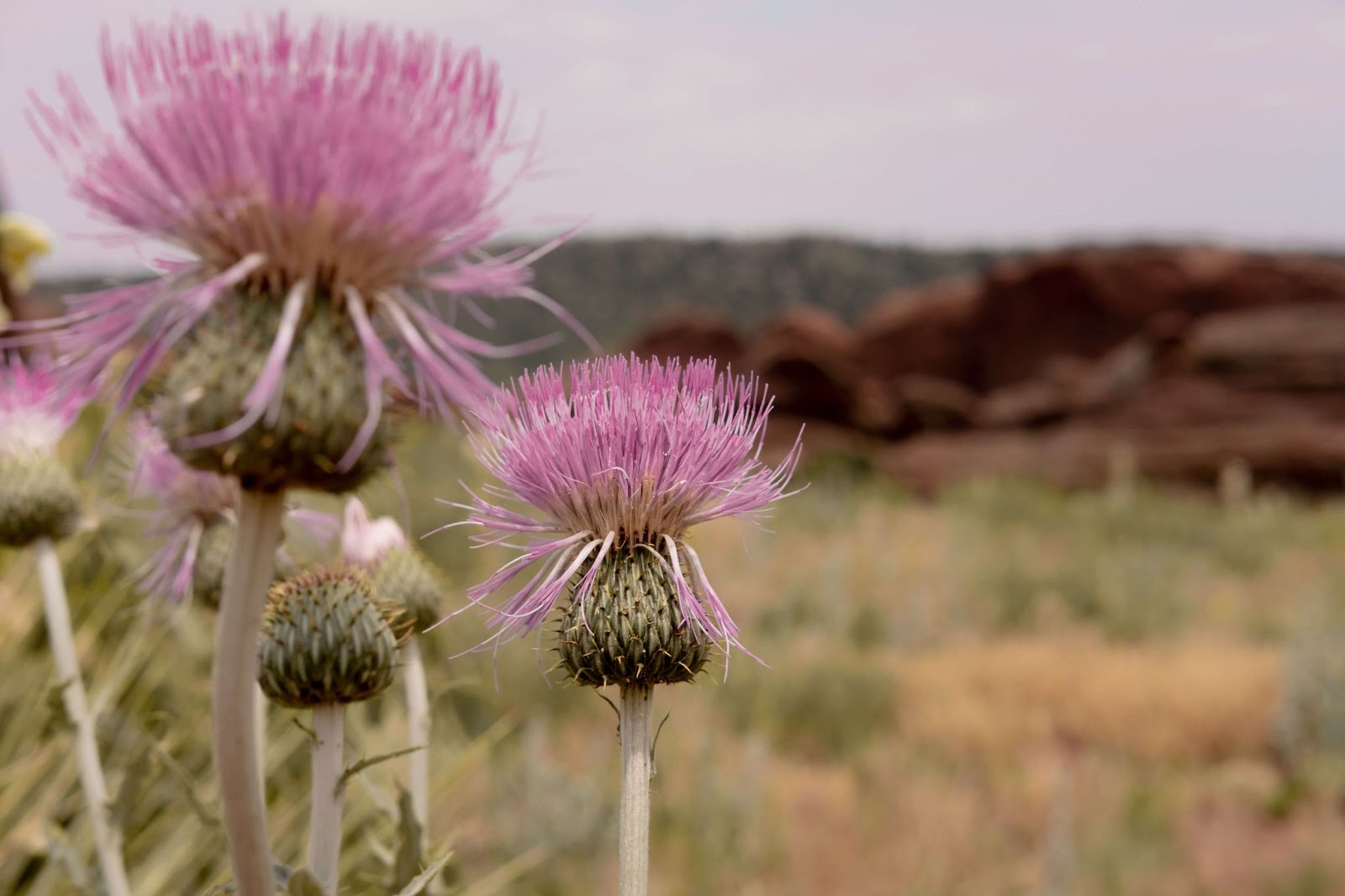 pink flowers at Red Rocks Park