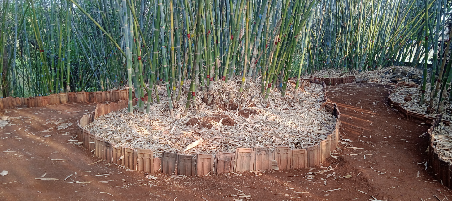 Lady Bamboo Farmer In Maharashtra