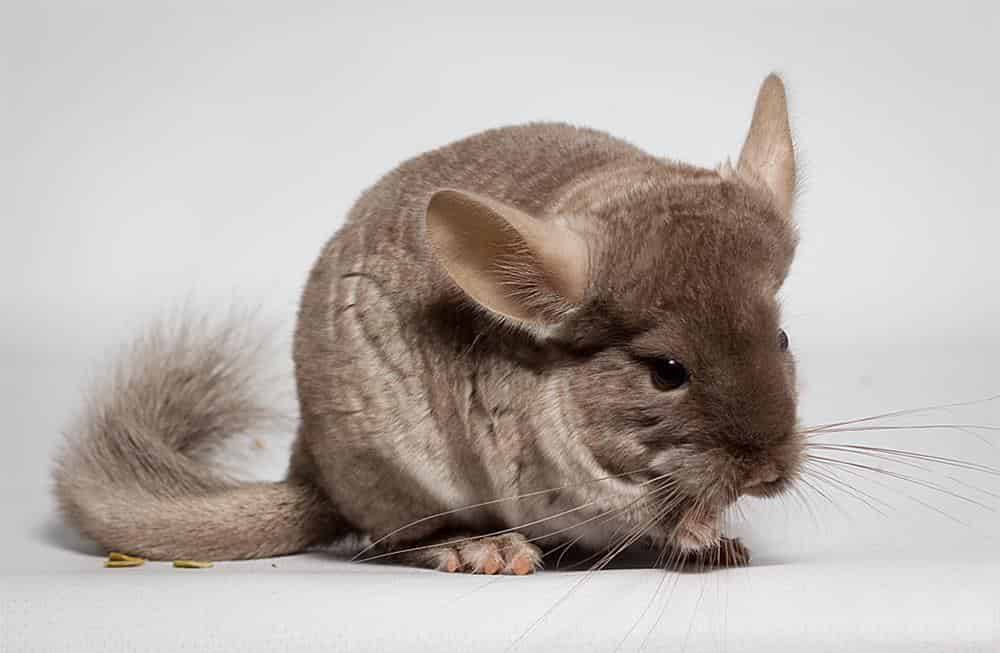 Brown Velvet Chinchilla