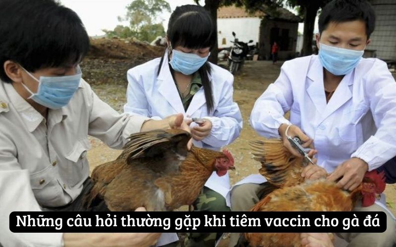 Những câu hỏi thường gặp khi tiêm vaccin cho gà đá