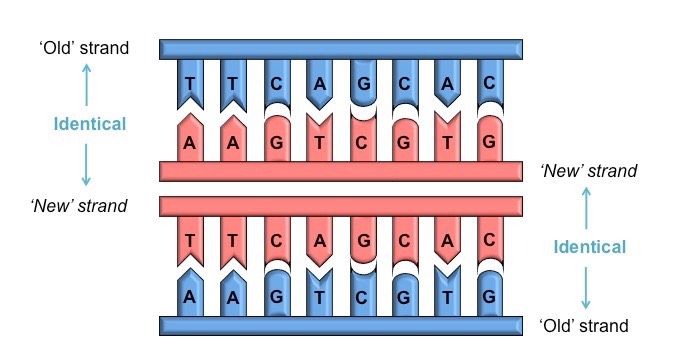 semi-conservative base pairing