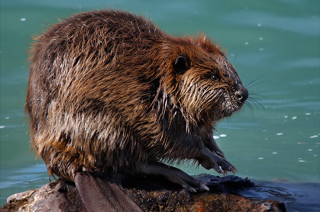 Sprouts Beaver