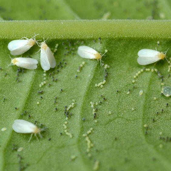 Whiteflies