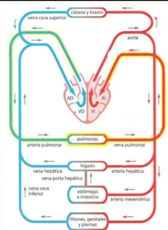 Explica y describa detalladamente el camino que sigue una gota de sangre  utiliza dos colores para - Brainly.lat