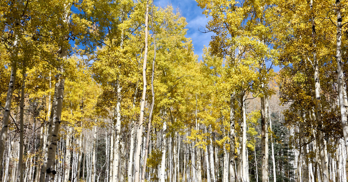Colorful Fall Trees on a Hike to the Top of Aspen Mountain