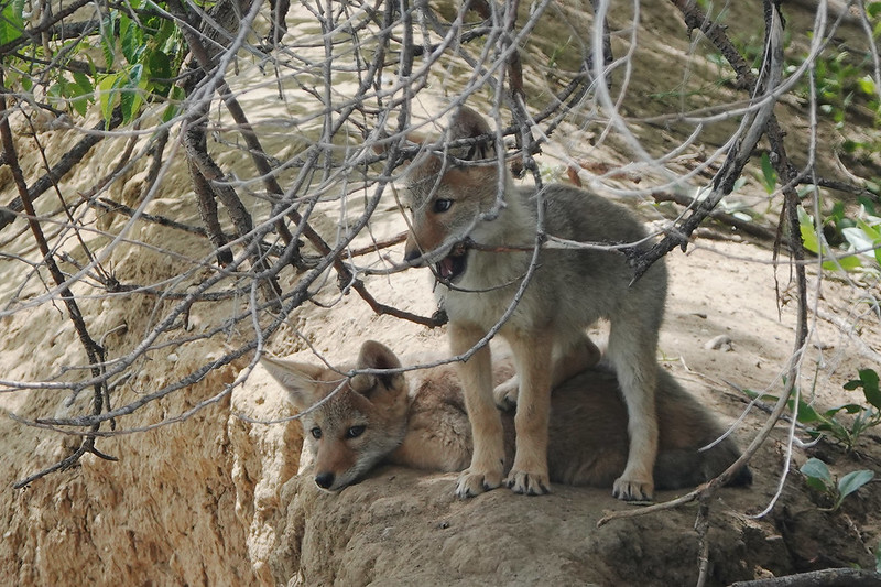 Several months-old coyote pups.