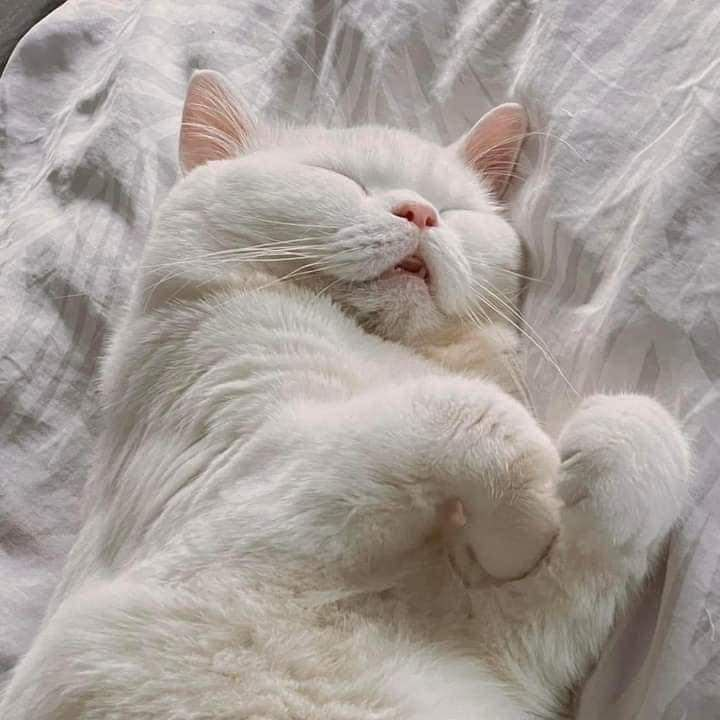 A chubby cat sleeping.thi - KittyKittene