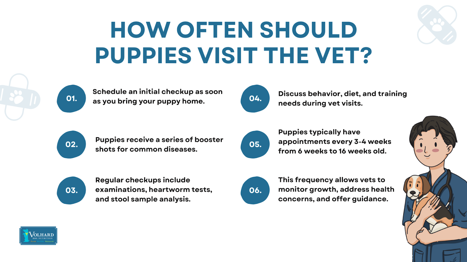 How often puppies visit vet