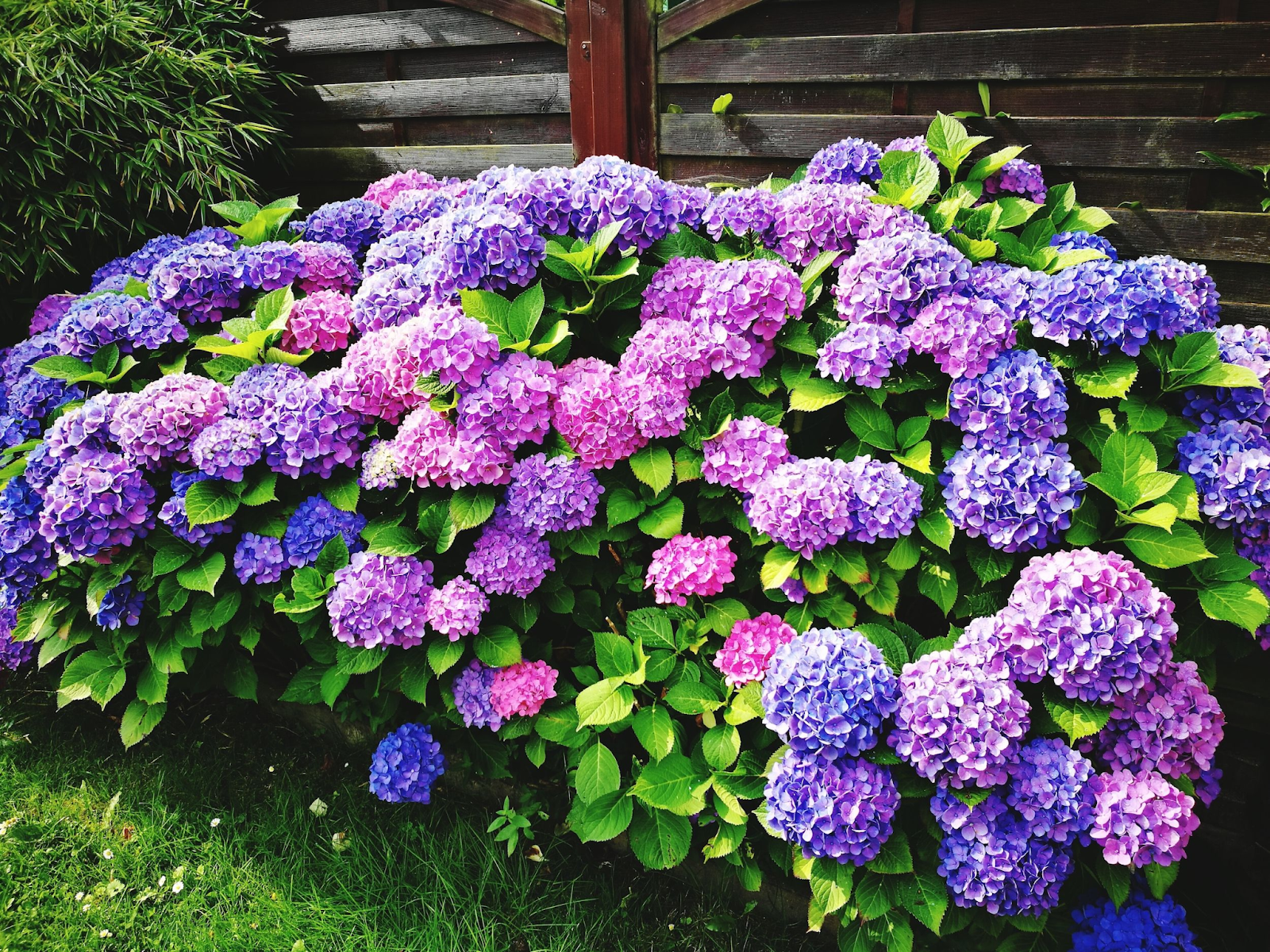 Don’t be intimidated by their look, though, as hydrangeas are quite easy to care for. They tolerate virtually any kind of soil type as long as it’s rich, fertile, and moist.