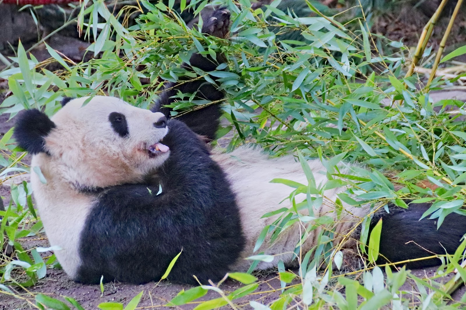 A playful panda in the famous Schonbrunn Zoo.