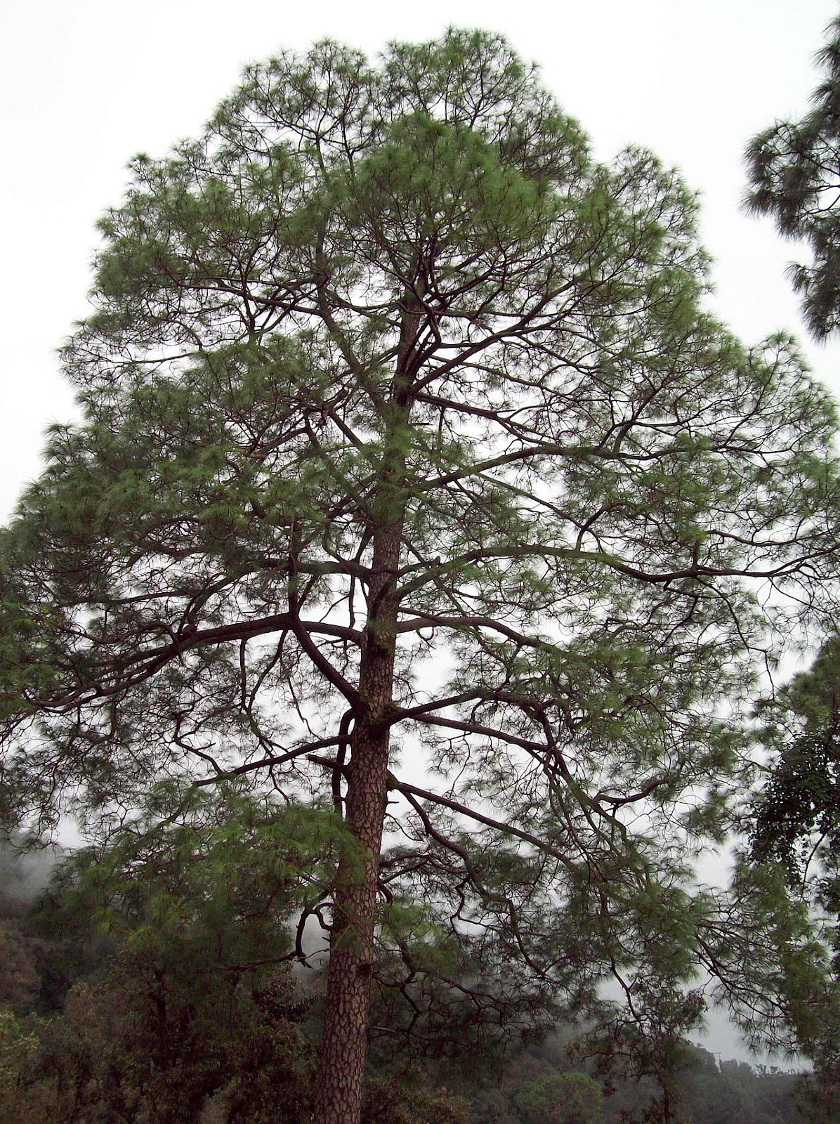 Chir Pine Trees