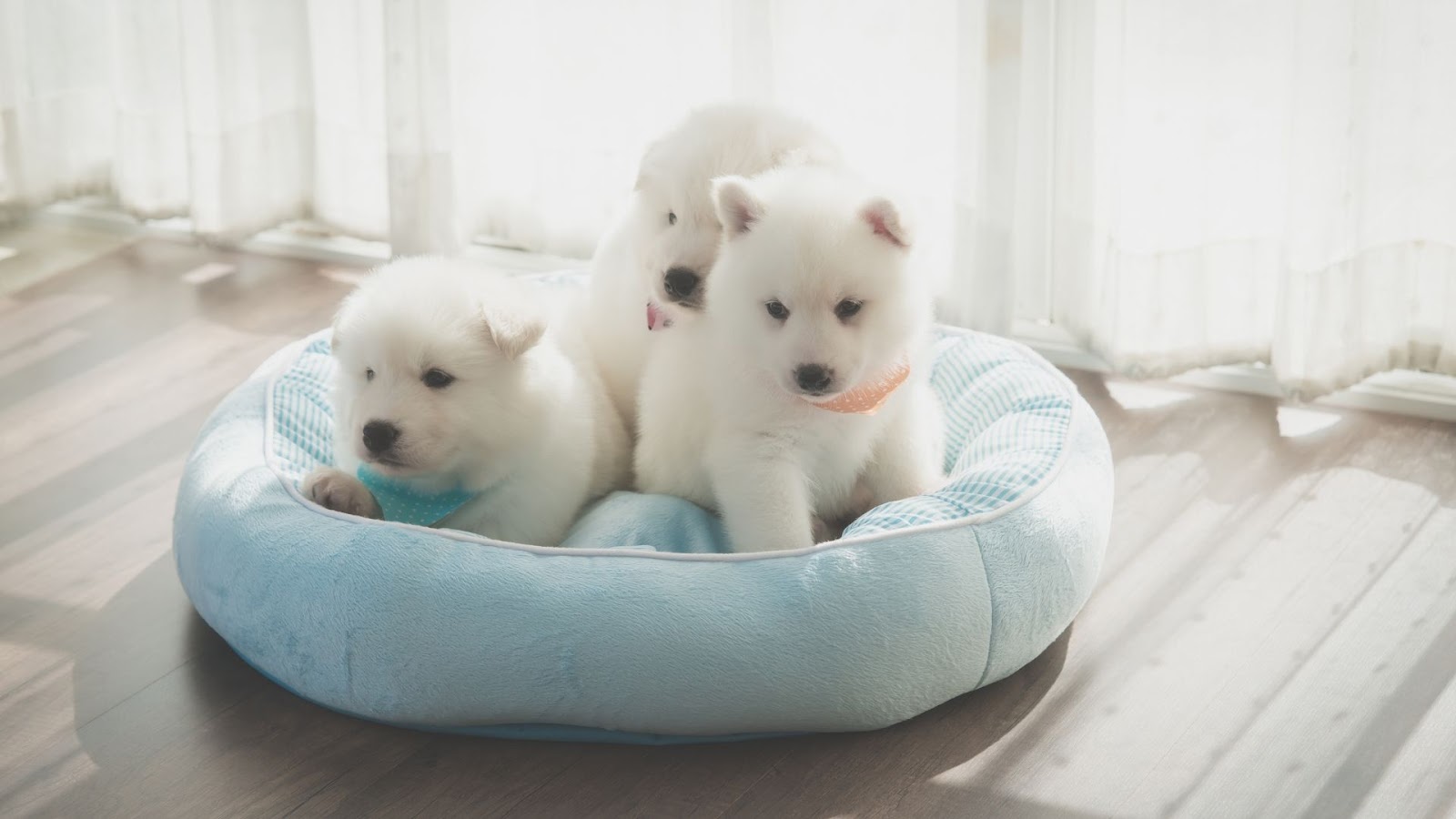 Washable Pet Beds