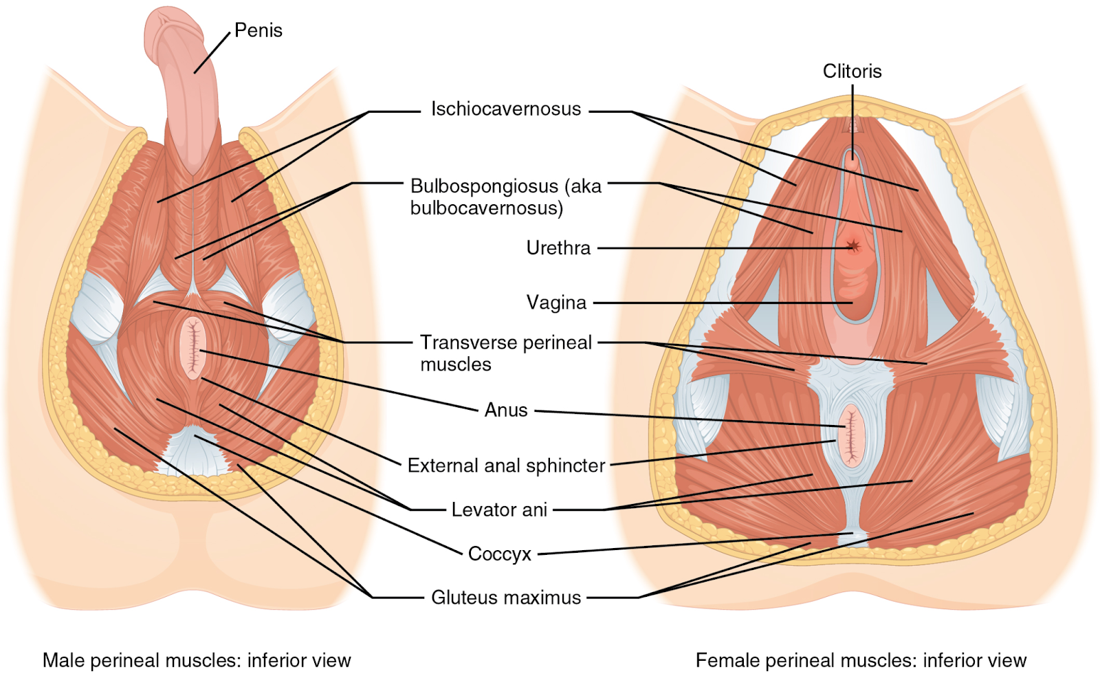Pelvic Floor Diagram of male and female anatomy