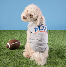 A dog wearing a shirt and sitting on grass with a football Description automatically generated