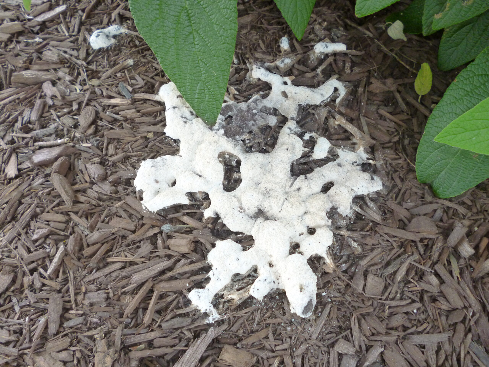 Why am I seeing mold in my mulch