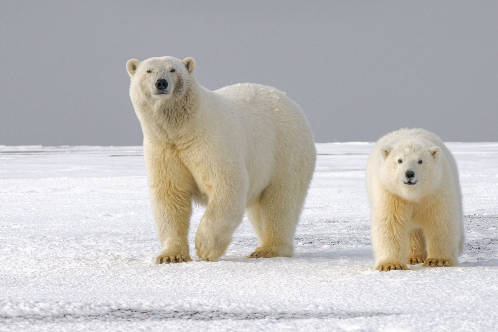 Urs polar - comportament social