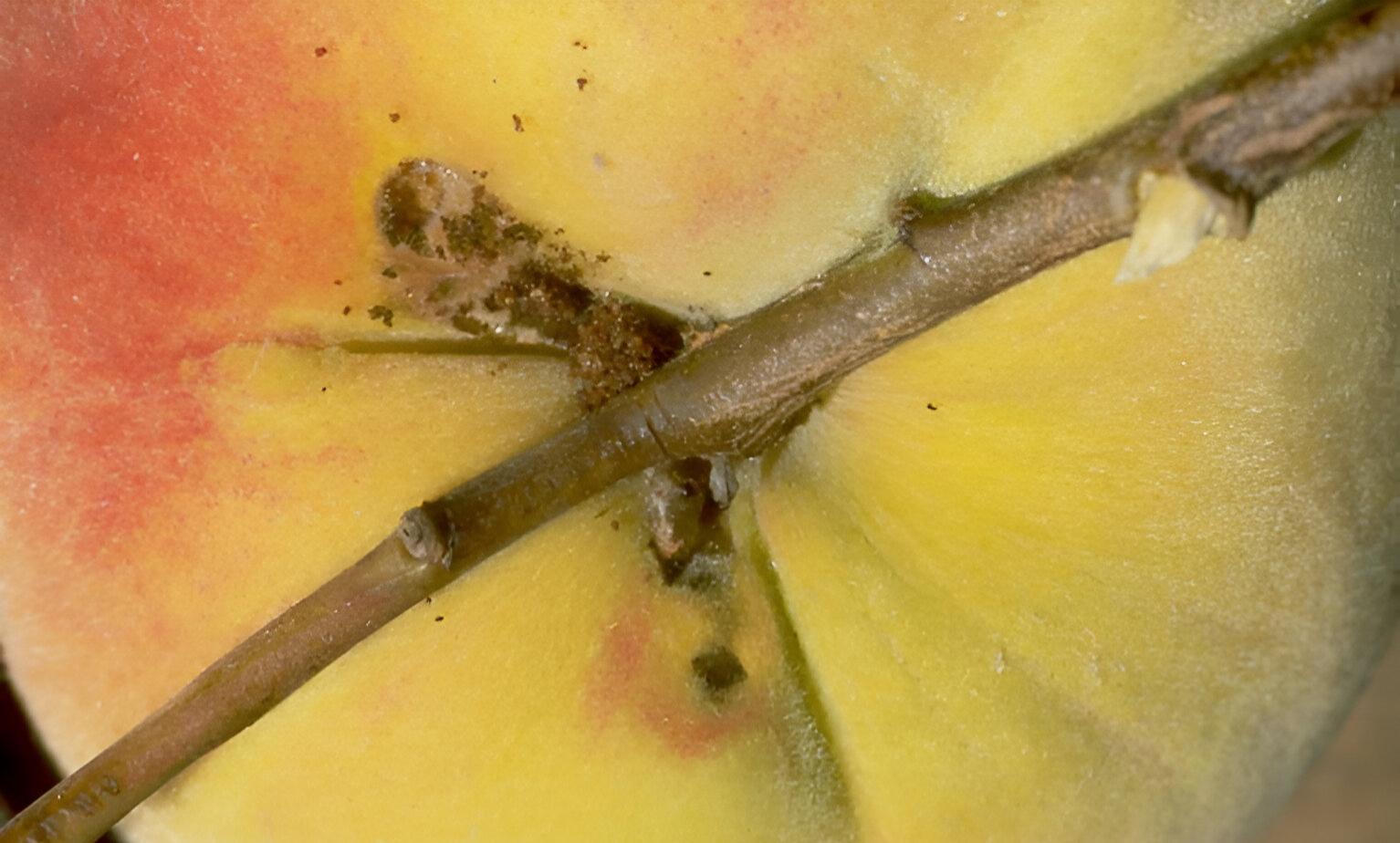 Peach branch piercer - the world of plants