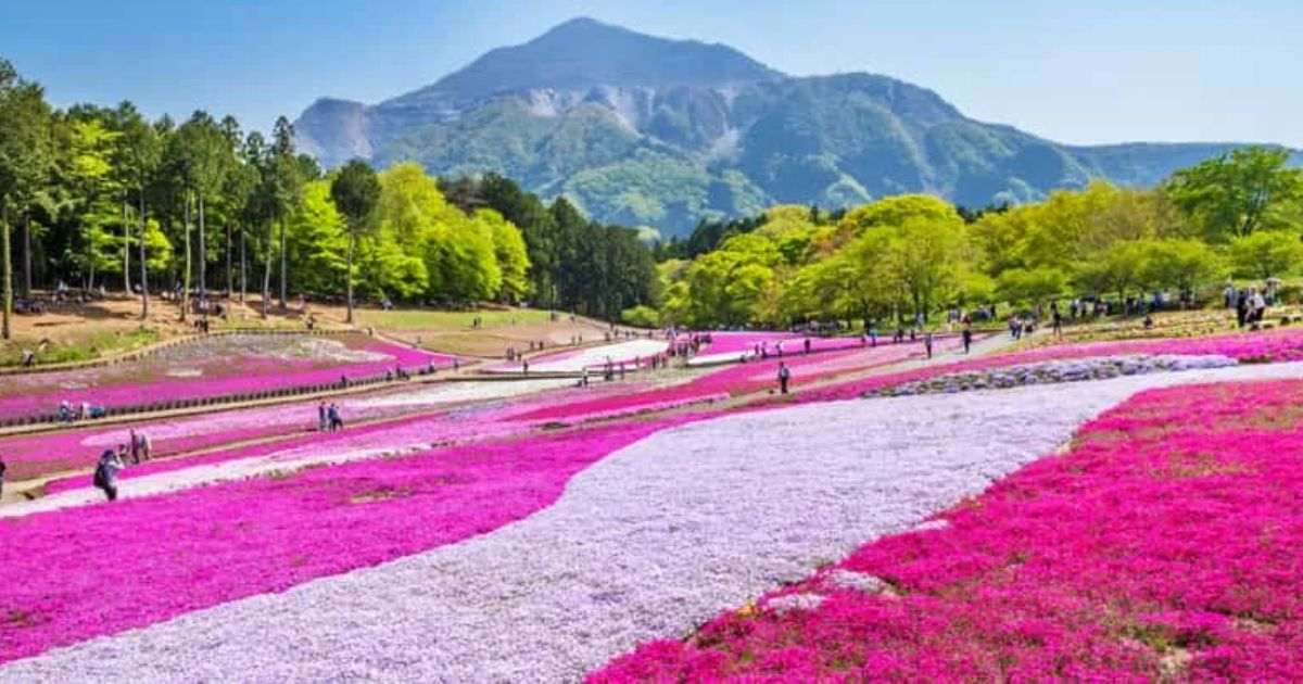 Visit the Chichibu Muse Park