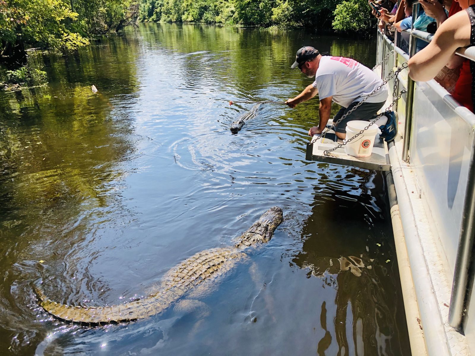 Unlocking the Mysteries of the Bayou: Why Swamp Tours Are a Hit Across Generations!