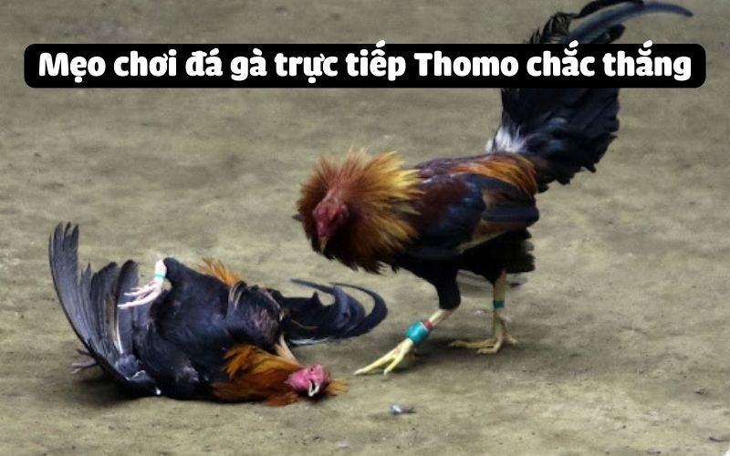 Mẹo chơi đá gà trực tiếp Thomo chắc thắng