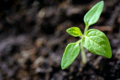 Free Closeup Photo of Sprout Stock Photo