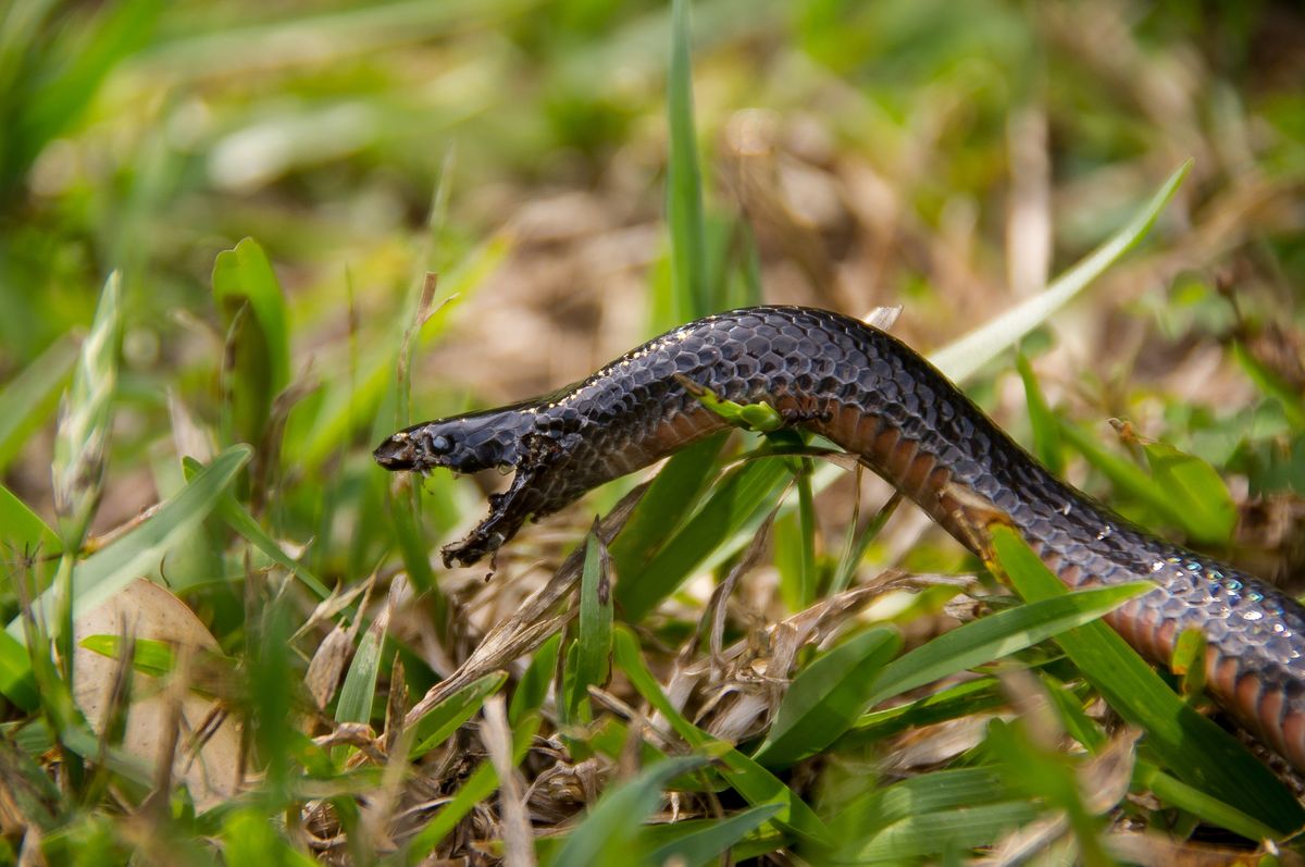 Interpreting the Actions of Snakes in Dreams