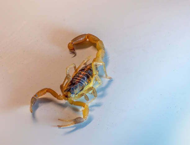 Close-up of a striped scorpion on desert rock. Light brown body with dark stripes, pincers, and curled tail with stinger.