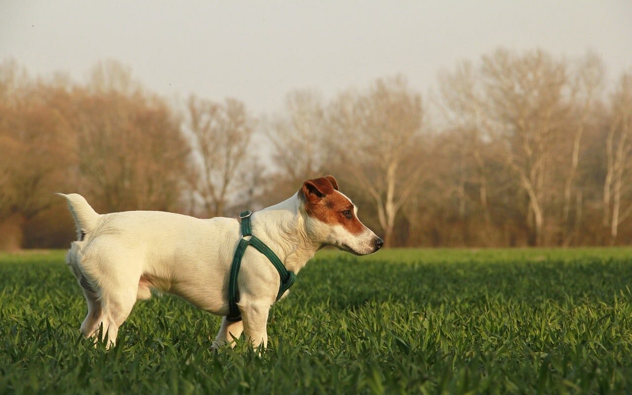 small dog breeds - jack russel terrier